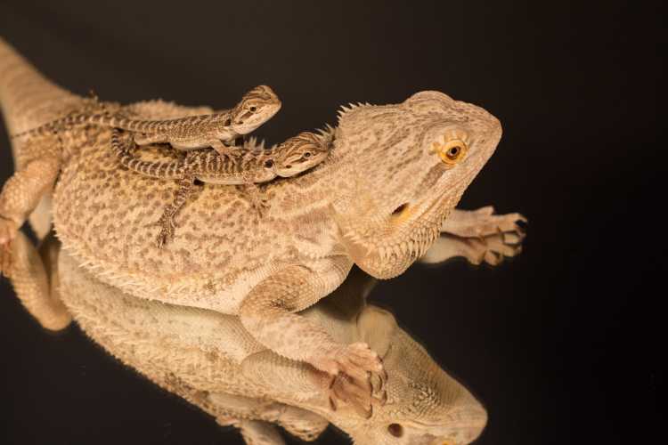 Central bearded dragons for sale