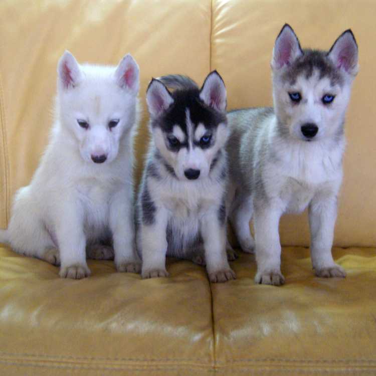 Siberian Husky Puppies For Sale Sydney - Dogs & Puppies - Pets Please