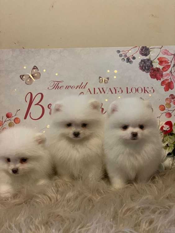 Puppies Dogs For Sale In Brisbane Sydney Melbourne