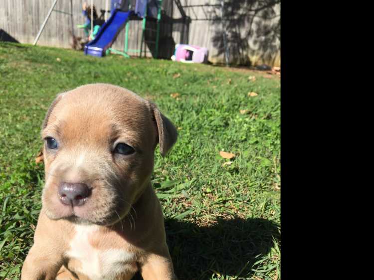 silver staffy puppies for sale