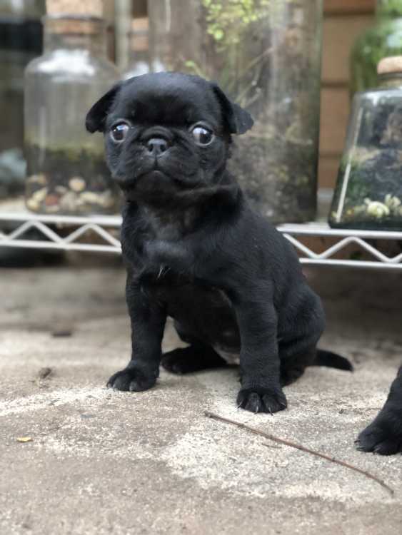 Pure pug puppies & Pug x Tibetan Spaniel puppies - Dogs & Puppies ...