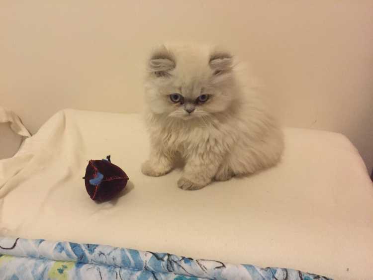 Persian Kitten 