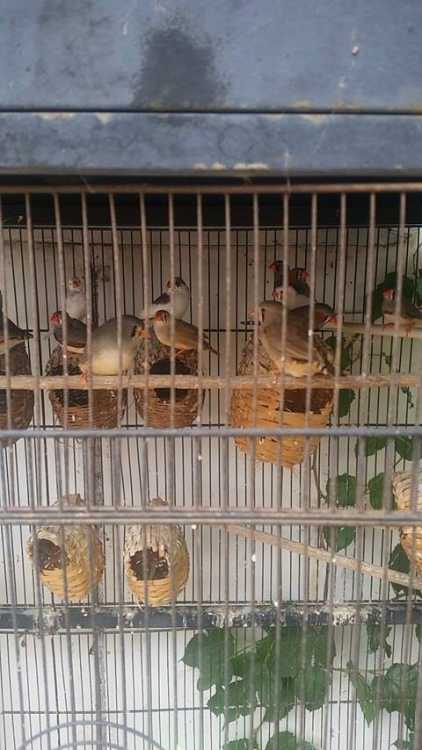 8 pairs Zebra finches with cage &amp; accessories $175