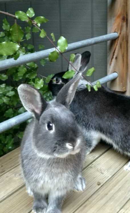 Netherlands Dwarf X Mini Lop Rabbit; Male 1y/o Gre