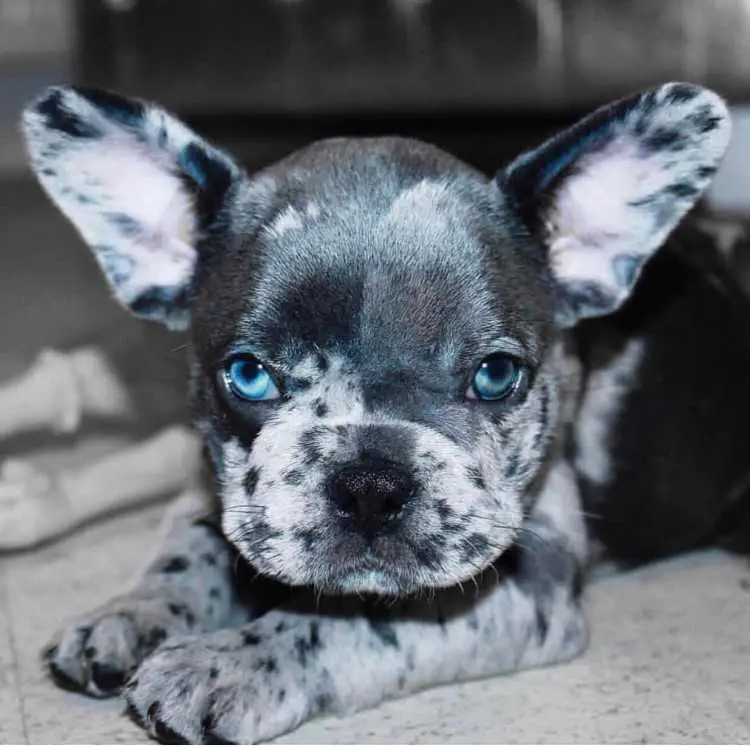 Quality French Bulldog Puppies for sale
