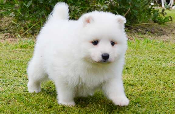 Japanese Spitz Puppies Pure Breed - Dogs & Puppies - Pets Please