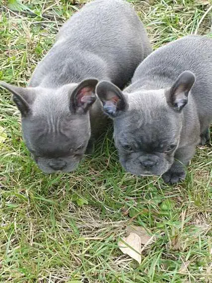 Blue French Bulldog Puppies Available for sale
