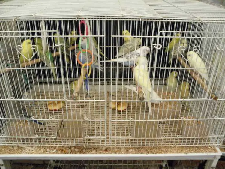 BABY BUDGIES-MANY COLOURS, MATURE BUDGIES &amp; ENGLIS
