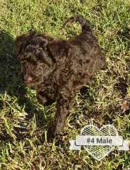 Puppy No. 4 - Male