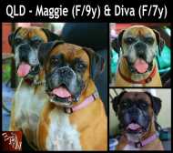 Maggie&Diva post.jpg